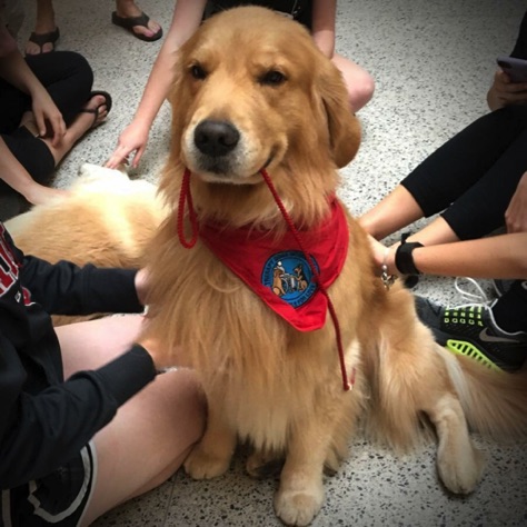 Best Therapy Dog EVER!
